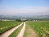  Fernblick und Wanderweg nach St. Andr a.d. Traisen 