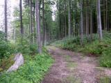  schner Waldwanderweg 