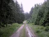  schner Waldwanderweg 