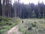  schner Waldwanderweg 