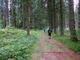  schner Waldwanderweg 