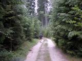  schner Waldwanderweg 