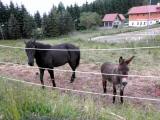  Tierfreunde 