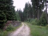  schner Waldwanderweg 