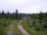  schner Waldwanderweg 