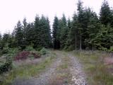  schner Waldwanderweg 