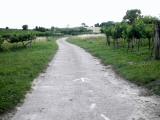  Wanderweg durch die Weinrieden 