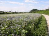  Wanderweg Richtung Ziersdorf 