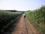 Wanderweg zwischen Kukuruzfeldern bzw. Maisfeldern 