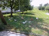 auch die Tiere suchen den Schatten 