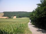  Wanderweg bergab vom Halterberg 