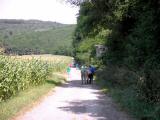  Wanderweg bergab vom Halterberg 