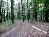  Wanderroute auf schnen Waldwegen 