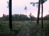  Wanderweg ber eine kleine Waldlichtung