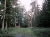  Wanderroute auf schnen Waldwegen 