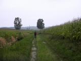  Wanderweg entlang von Maisfeldern 