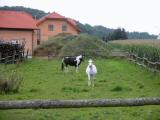  Pferdekoppel in Adletzberg 