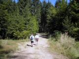  Wanderroute auf schnen Waldwegen 