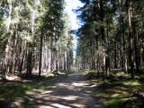  Wanderroute auf schnen Waldwegen 