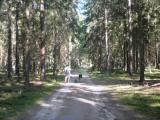  Wanderroute auf schnen Waldwegen 