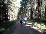  Wanderroute auf schnen Waldwegen 