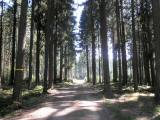  Wanderroute auf schnen Waldwegen 