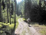  Wanderroute auf schnen Waldwegen 