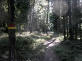  Wanderroute auf schnen Waldwegen 