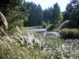 Blick zu einem Gamsbach-Teich 