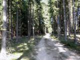  Wanderroute auf schnen Waldwegen 