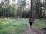  Wanderroute auf schnen Waldwegen 
