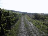  Wanderroute am Heiligenstein durch die Weinriede "Lamm" 
