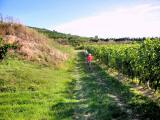 Wanderroute am Heiligenstein durch die Weinriede "Lamm" 