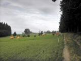  Wanderweg Richtung Purrath 