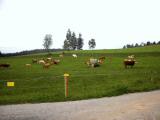  schne "Almen" im Waldvietler Hochland 