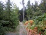  Wanderroute auf schnen Waldwegen 