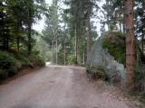  Wanderroute auf der Forststrae 