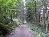  Wanderroute bergan auf einer Forststrae 