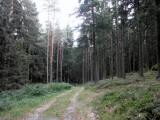  Wanderroute auf schnen Waldwegen 