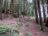  Wanderweg bergan auf die Anhhe 