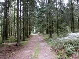  Wanderroute auf schnen Waldwegen 