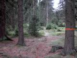  Wanderroute auf schnen Waldwegen 
