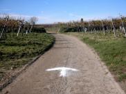  Wanderroute durch die Weinrieden 