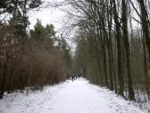 Wanderweg durch die kleine Au bei den Viehofner Seen  