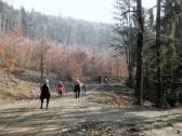 Wanderroute auf schönen Waldwegen 