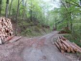  Wanderroute bergan auf schöner Forststraße 