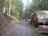  Wanderroute bergan auf schöner Forststraße 