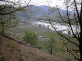  Fernblick zur Donau und zum Sportplatz Weißenkirchen 