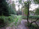  schöner Waldwanderweg 