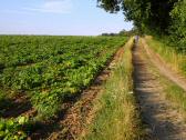  Wanderweg entlang eines blühendes Kürbisfeld 